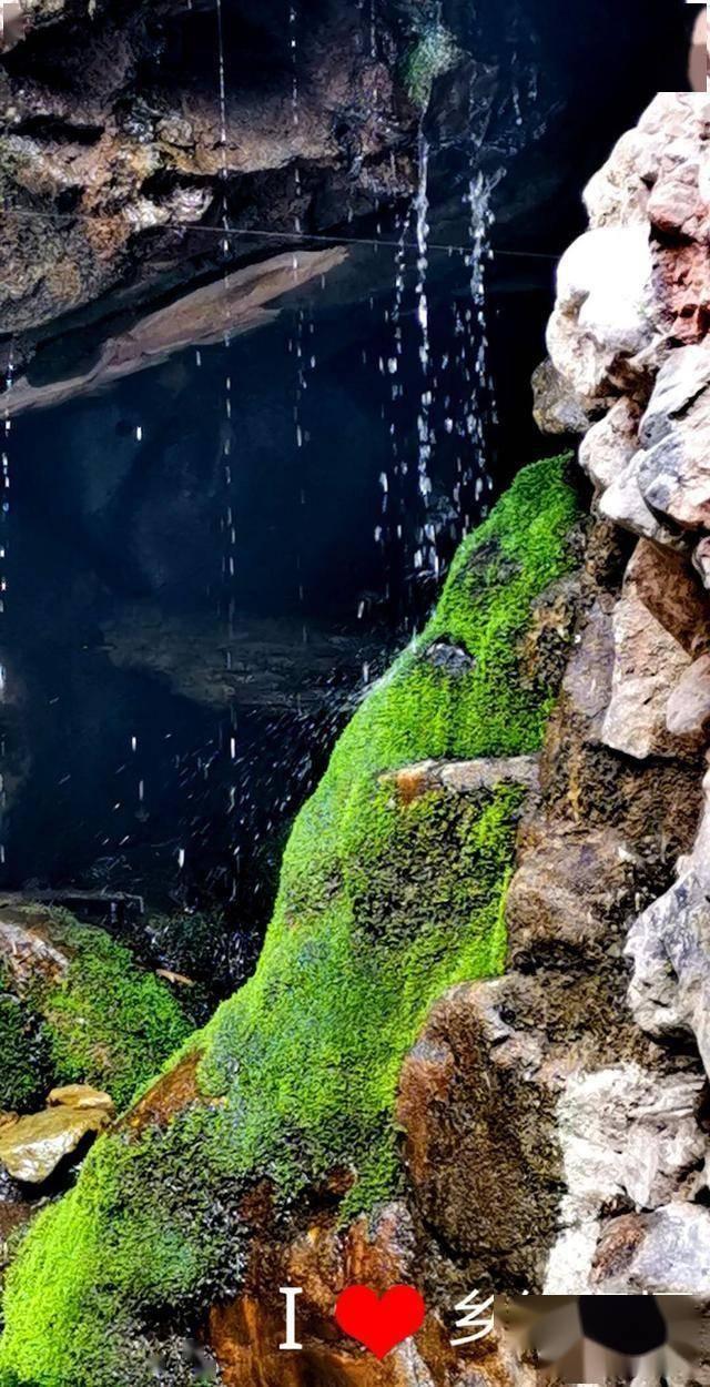 植物大战僵尸6